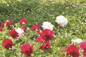 长春市牡丹园芍药盛开图片