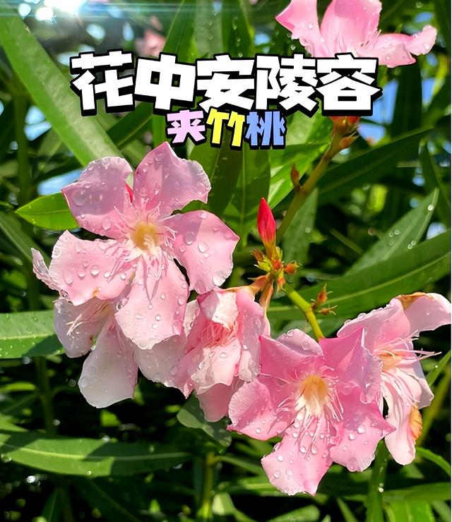 阴花不能进阳宅。这5种花“打死”也不养，家里若有？快挪走！