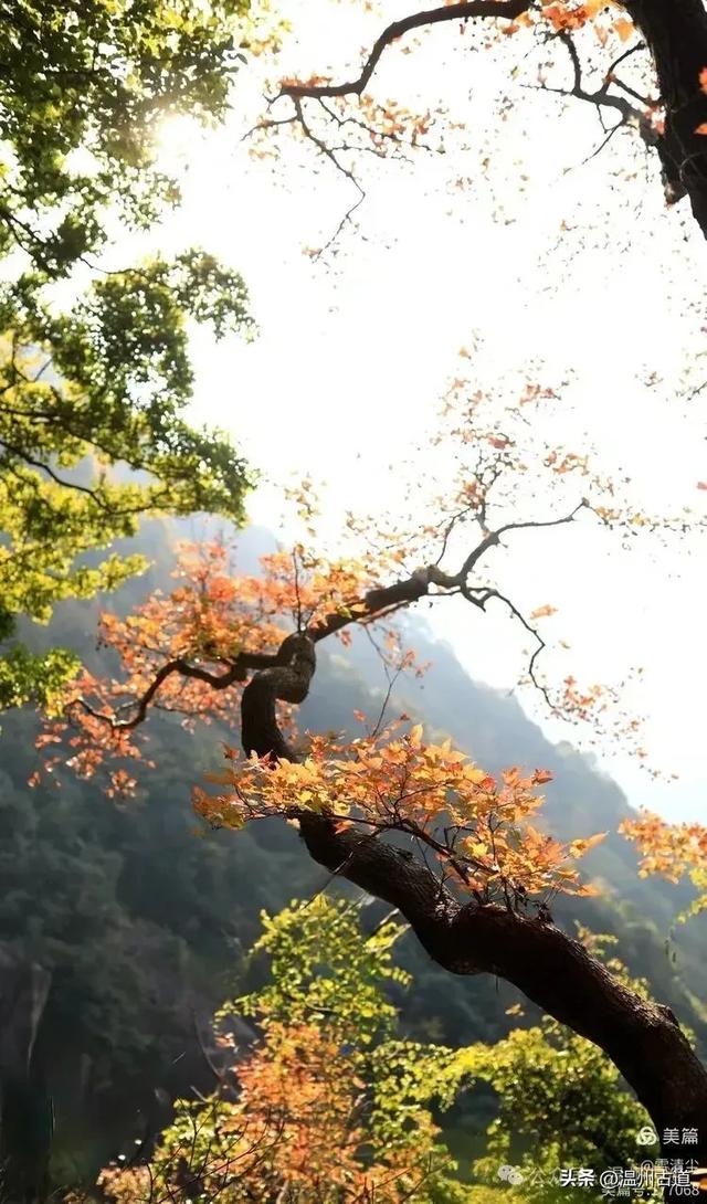 现场报道:这条离市区很近的著名红枫古道已枫情万种,徒步正当时