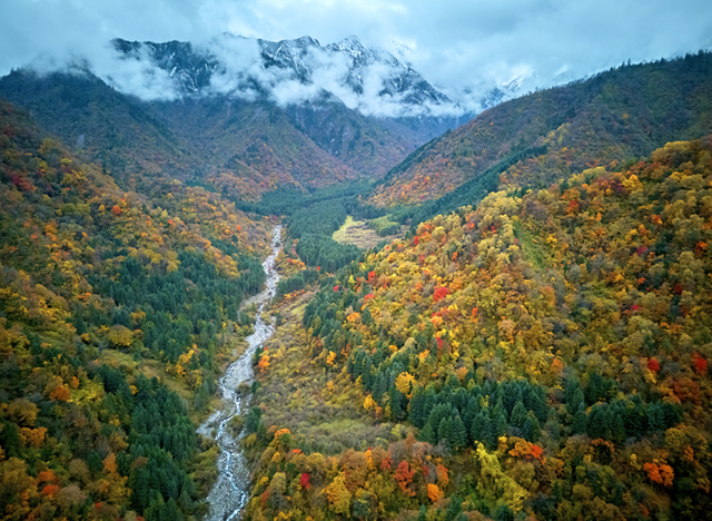 走不出这画了，我已被平武的彩林迷倒！