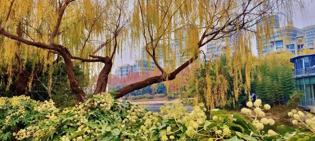 冬意盎然！锦阳河畔垂柳披“金”，绘成冬日美丽画卷！