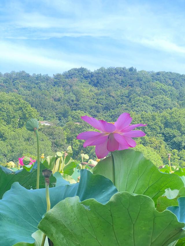 夏日西湖，8月9日。