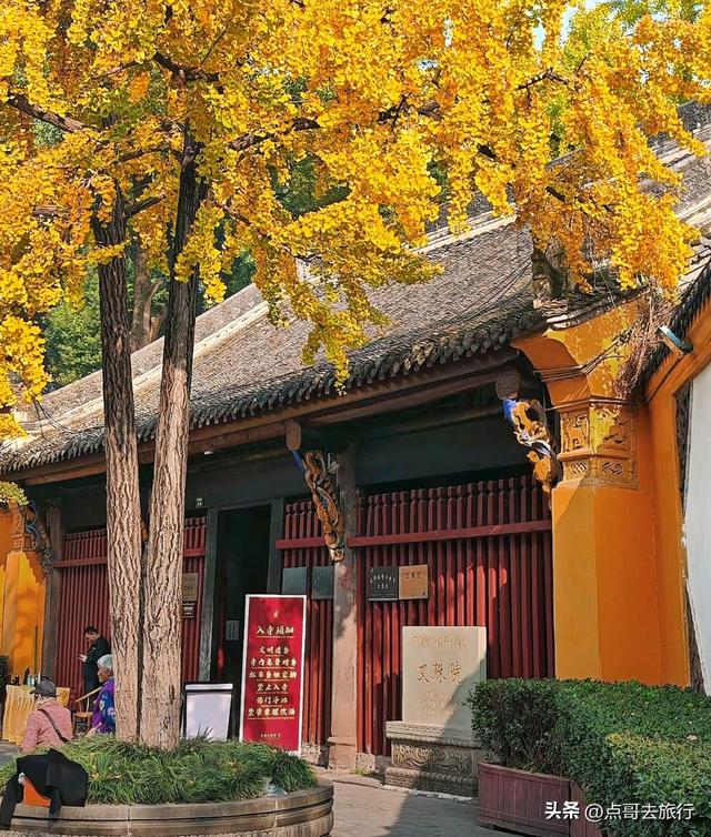 成都市区最美银杏都藏在这里，千年沉淀超级惊艳，公交车直达！