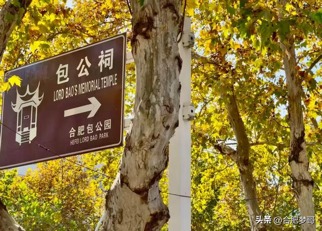 合肥市中心：徽州大道“金色大道”一眼回庐州