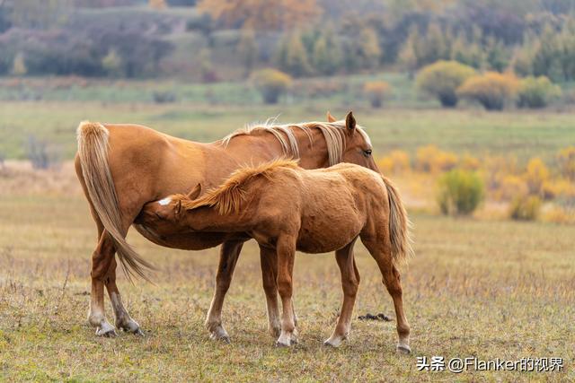 坝上寻秋续：一场穿越乌兰布统彩林的漫记