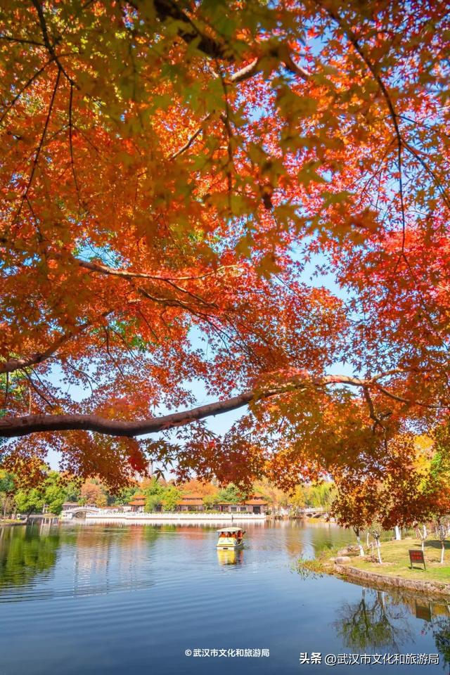 本周，武汉彩叶杀疯了！