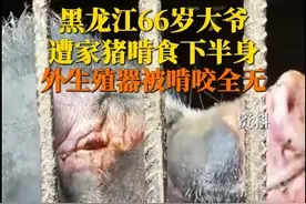 黑龙江一66岁大爷惨遭家猪啃食下体，外生殖器被啃食全无图片