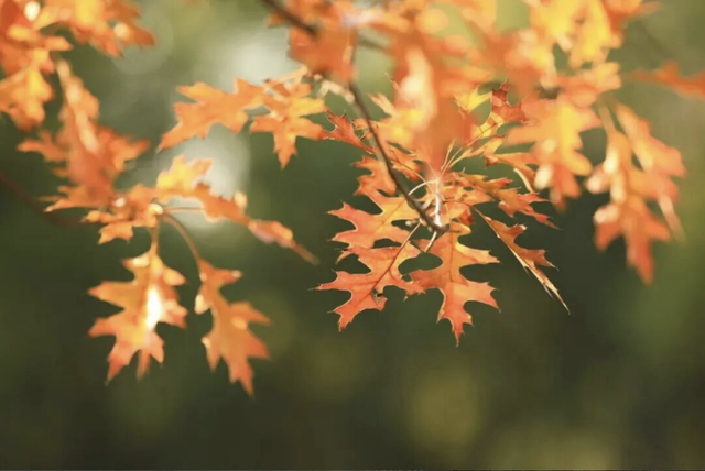 登高赏景！这些五彩山林秘境，等你来打卡