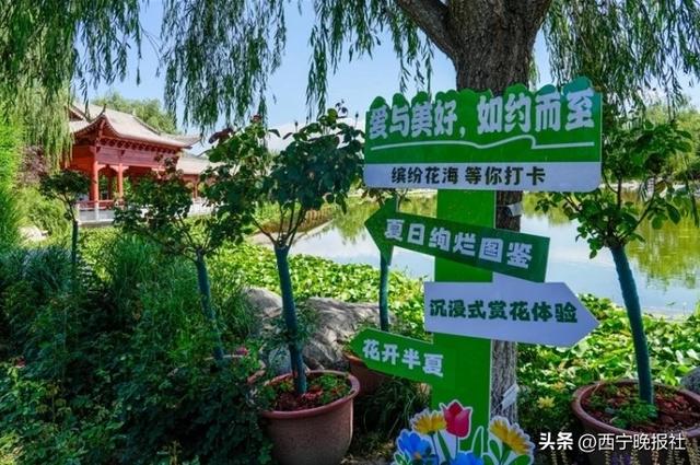 北山美丽园72亩孔雀草花朵绽放