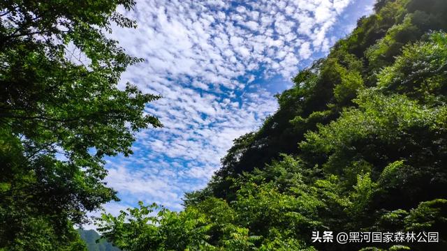趁秋色未浓,看看黑河被浓墨重彩染过的绿