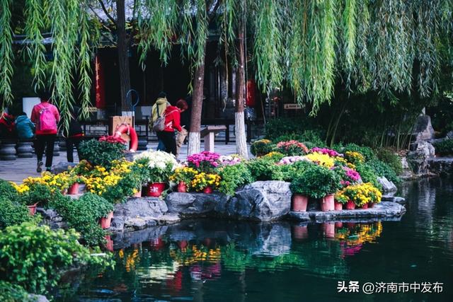 4米巨型大立菊见过吗？第46届趵突泉金秋菊展明天开幕！5大亮点抢先看→