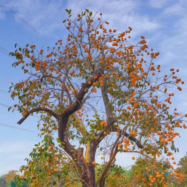 【乳山文旅福利】持乳山南站高铁票，这些景区门票优惠轻松享！