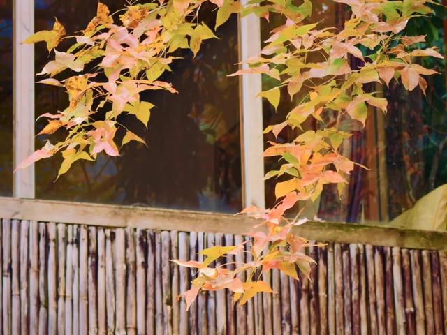 给你个准信！韶关森林红！红！红啦~