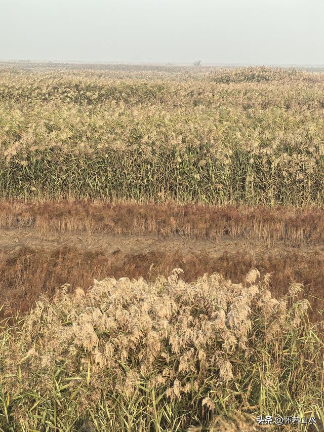 2025辽宁赏秋之旅日记(6)——到辽河口中国最北海岸线看日出 观鸟