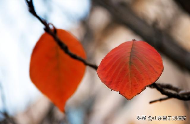 昌盛花园二期西区的冬景(下)