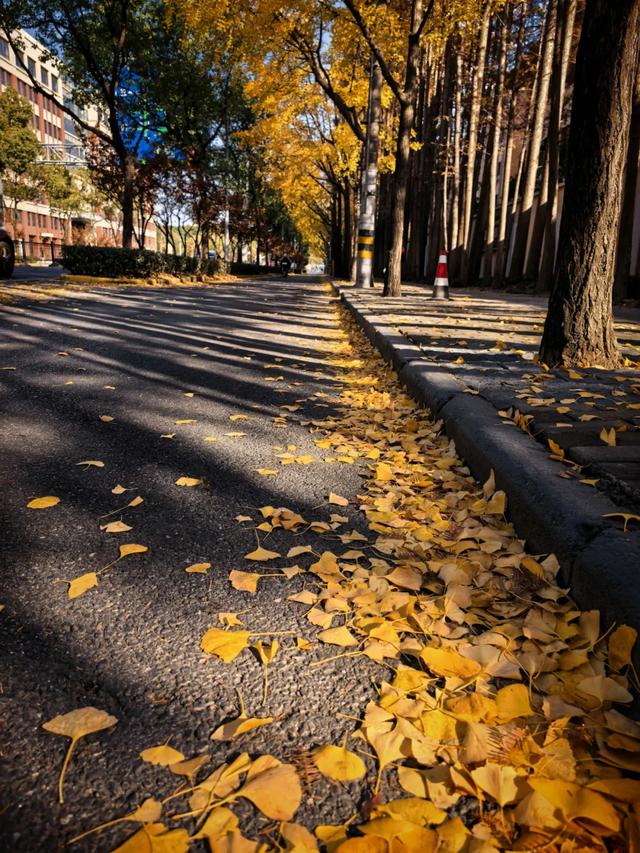 这“落叶不扫”究竟是谁提出来的?实在太过分啦!