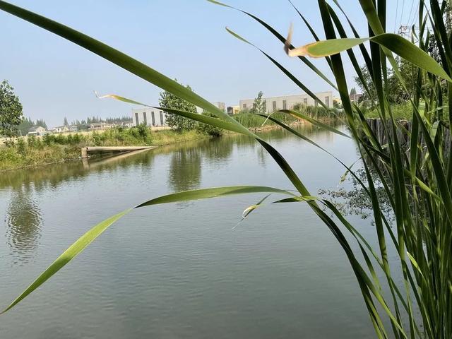 现场实拍界牌镇张家埭村，村景好美