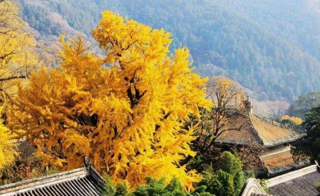 中国有一古寺，庙不大，却有武警24小时站岗，它有何特殊之处？