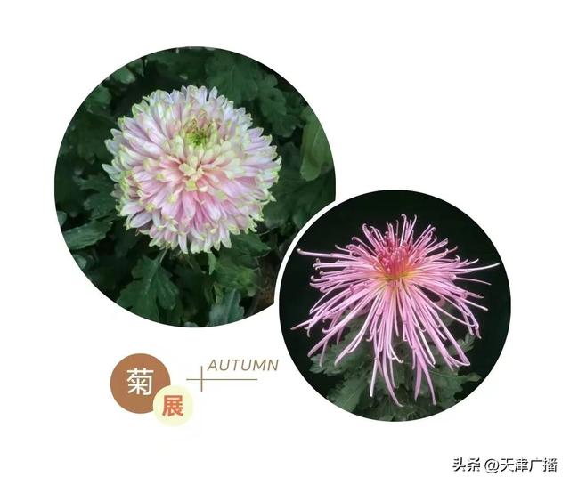 扩散 | 水上公园菊展这天开幕！