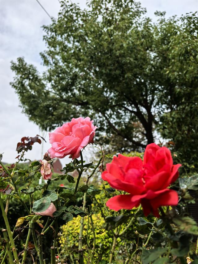 立冬桂晚，秋韵未阑