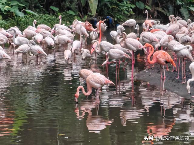 参观广州长隆野生动物园，全程感觉眼累手累腿不累