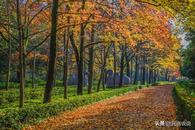 南京此地的秋意拉满了，不是栖霞山！
