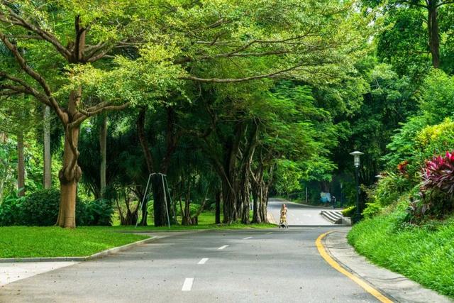 深圳秋色上线！这个公园，藏不住了......