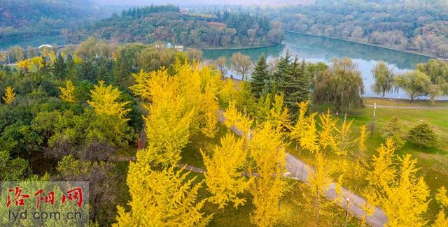 层林尽染黄河岸