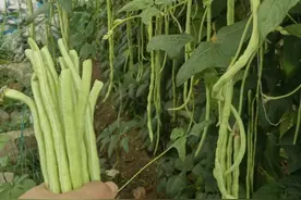 根本吃不完！豆橛子硬控山东人餐桌，山河四省看了直摇头：谁不疯图片