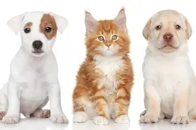 土霉素与多西环素使用指南：宠物用药风险及保命指南图片