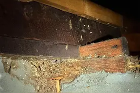 又来了！又来了！上海今年首波“白蚁潮”，来势汹汹！新一波防治攻略，快收藏→图片