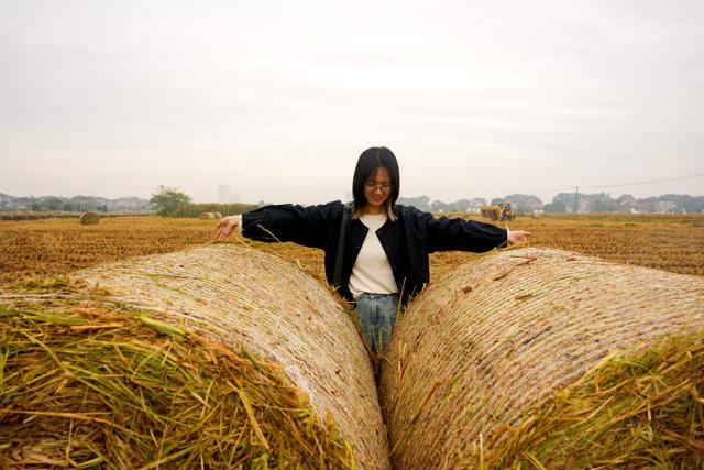 秋日的大杭州田间太“卷”了！胖乎乎的“瑞士卷”，一个一个又一个……