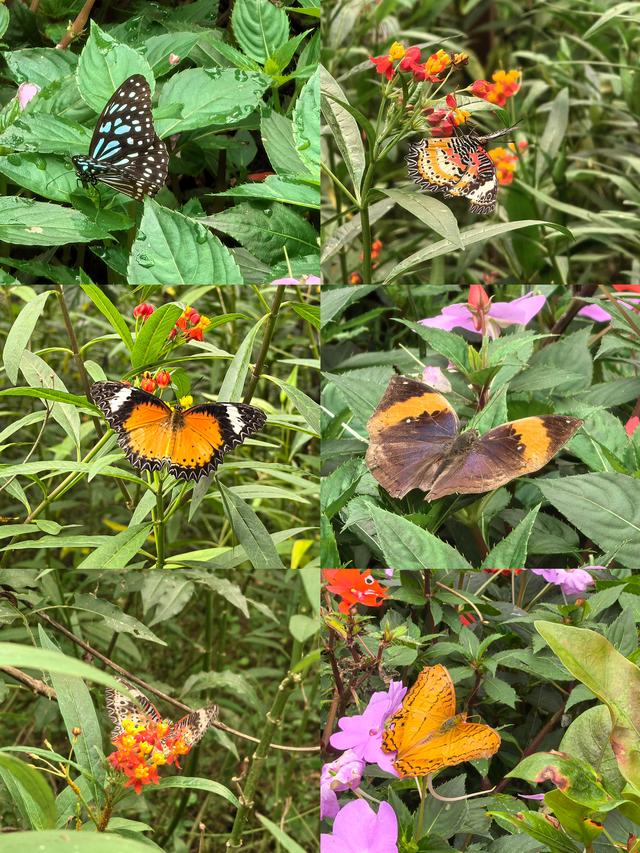 56个民族中的最后一个叫基诺族