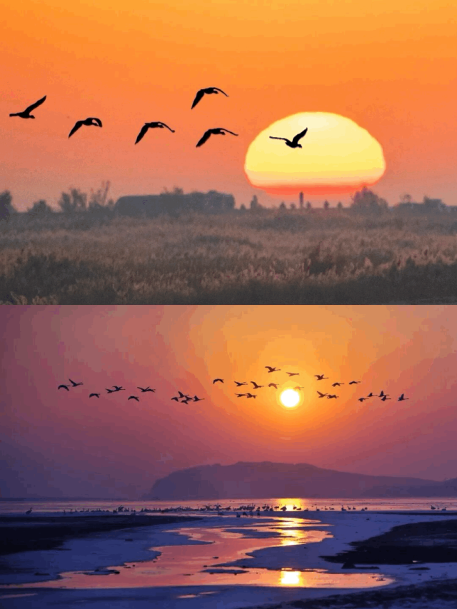 山东变身“候鸟天堂”，点击Get冬日限定浪漫