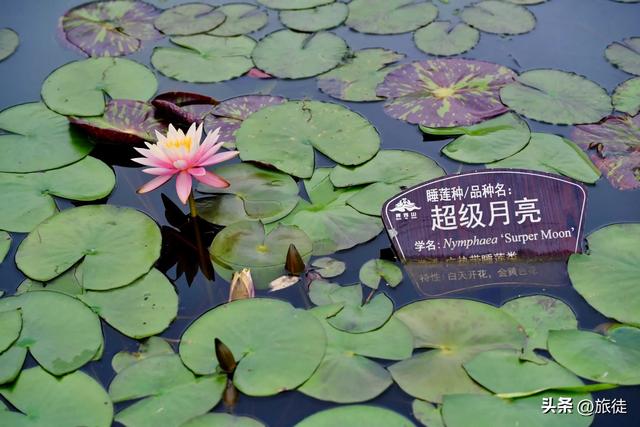 【跟着旅徒游广西】之四十：南宁｜青秀山公园