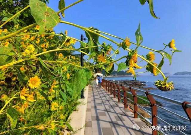 大连海边向日葵,银沙滩向日葵小路太美了