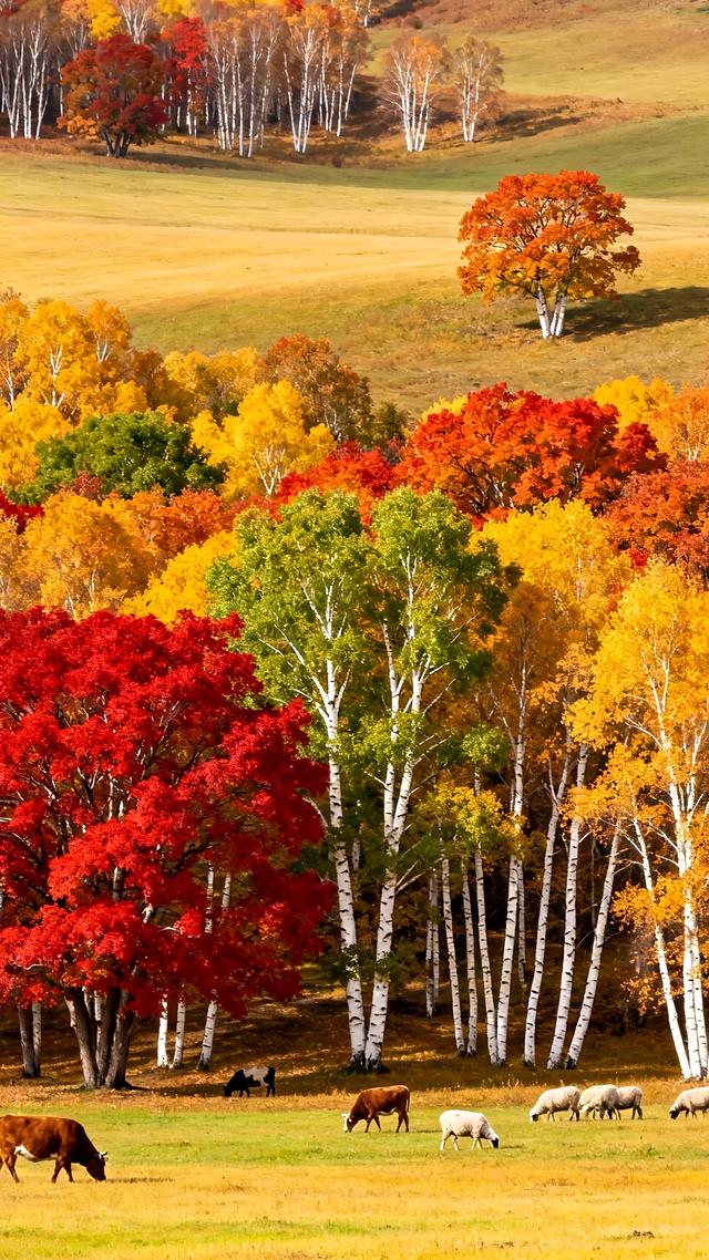 秋意浓时，山河变色，情到深处，层林尽染。治愈系秋天美景