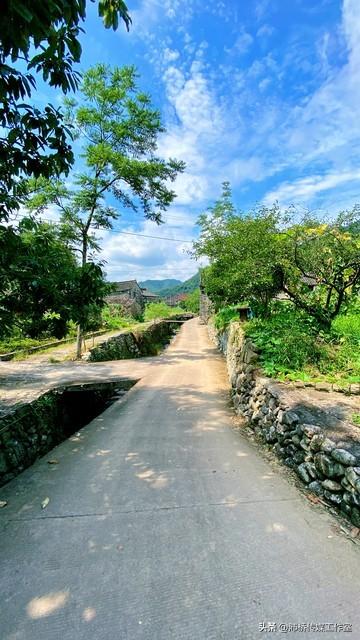 华东银杏第一村：指南村的千年秋日传奇