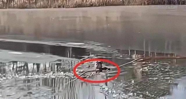 反转！央视刚点赞李佳婷，教育局就紧急叫停！究竟动了谁的奶酪？