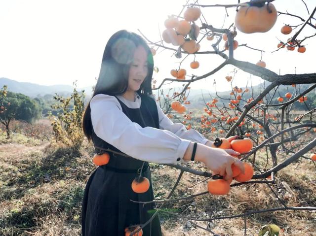 柴桑区新塘乡胡桥村：千亩柿红引客来