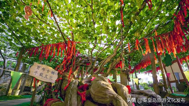 夏日特辑|体验葡萄架下的甜蜜慢生活，秦皇岛葡园采摘与红酒品鉴两日游线路！