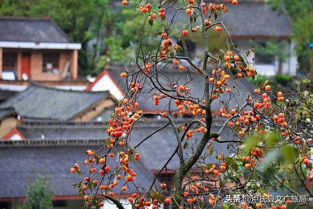 卢氏秋日美图 | 柿柿如意 山乡秋韵拉满