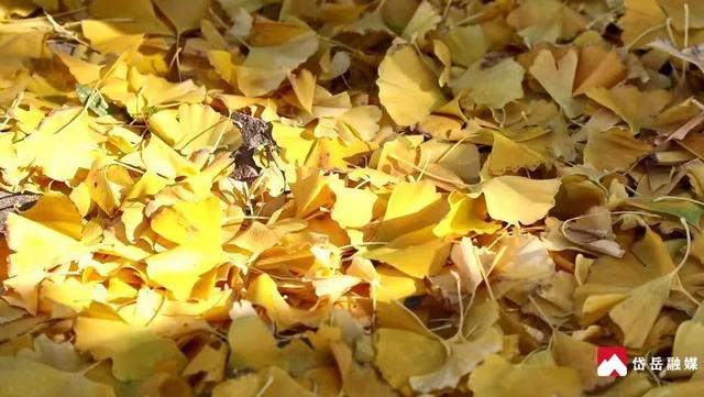 图集丨初冬染岱岳 清景入画来（二）