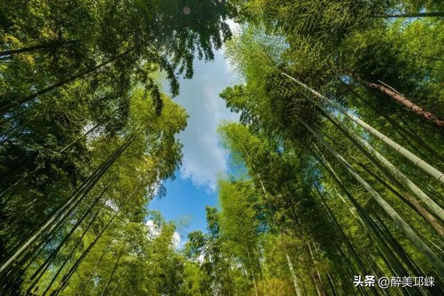 聆听邛崃丨漫步川西竹海秋日仙境