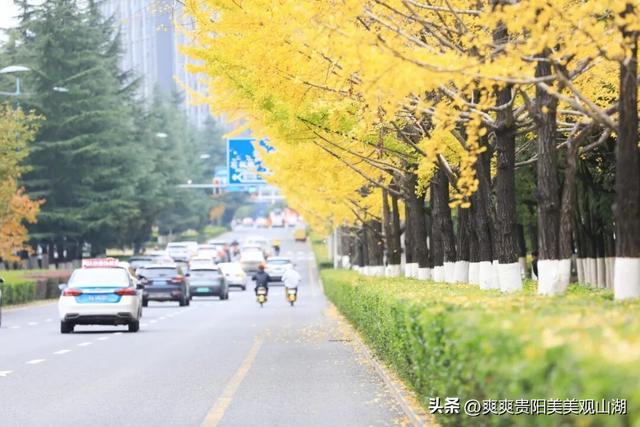 观山湖藏着一封金色情书，落款是银杏与梧桐（附最全攻略）