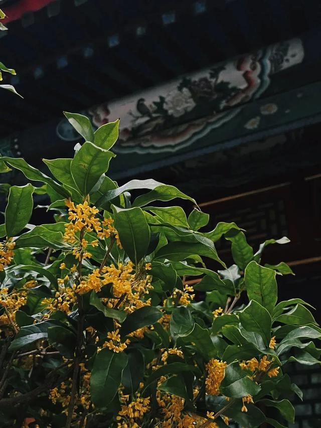 北京之秋便是天堂