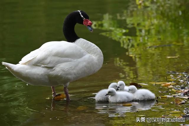 落羽杉红了,天鹅宝宝也出窝啦!
