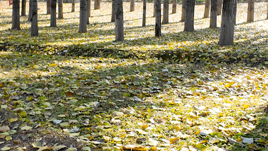 顺义白杨林：把冬日浅金，织进一帧鎏金诗篇里