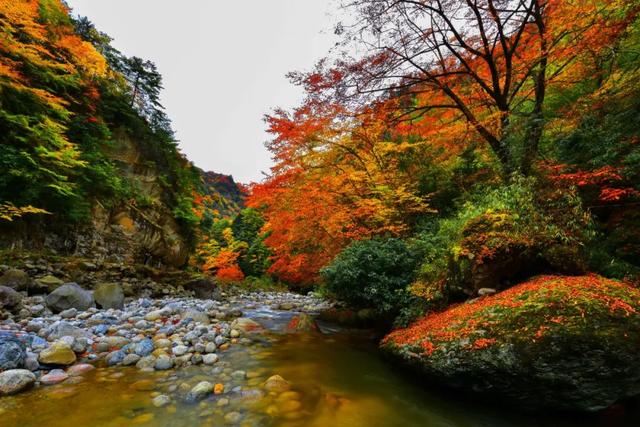 金戈铁马古青溪 熊猫彩林唐家河丨唐家河红叶季系列活动精彩来袭……