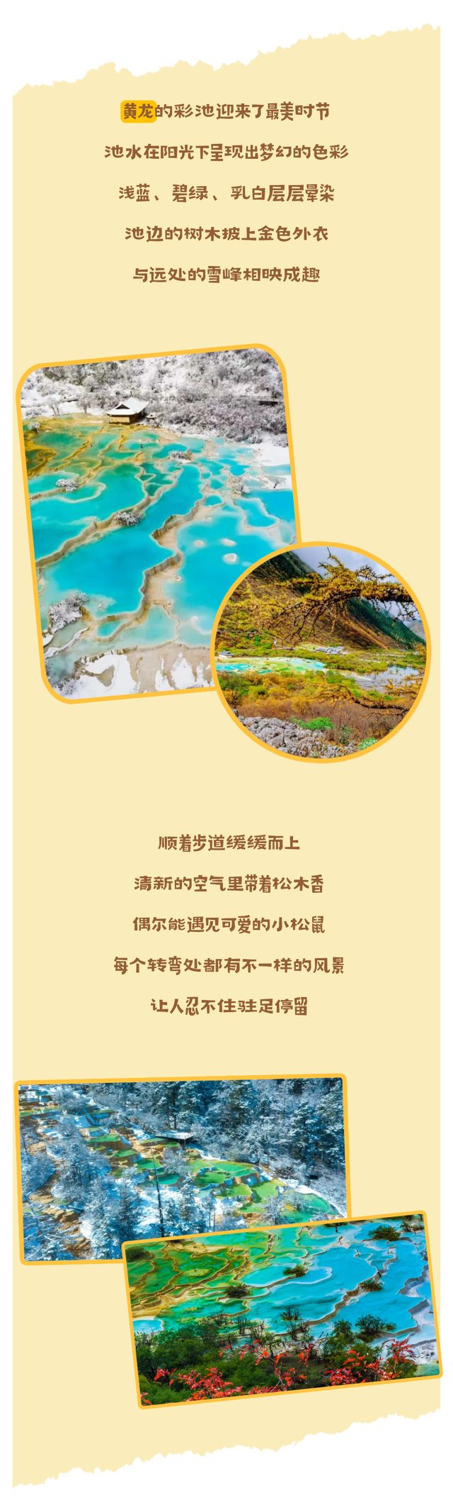 半山彩林半山雪！现在的阿坝美的我眼前一亮又一亮！